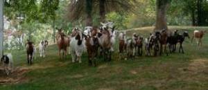 Our goats
