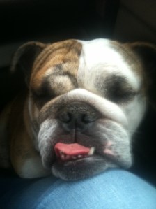 guard dog asleep www.mary__humphrey.com